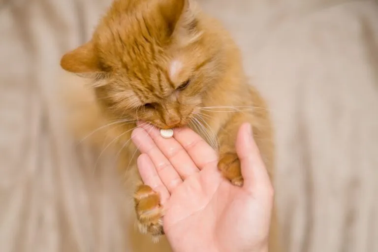 Pain Relief for Cats
