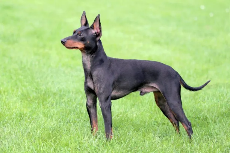 Athletic and Affectionate English Toy Terrier English Toy Terrier standing alert, showing its athletic build and affectionate temperament.