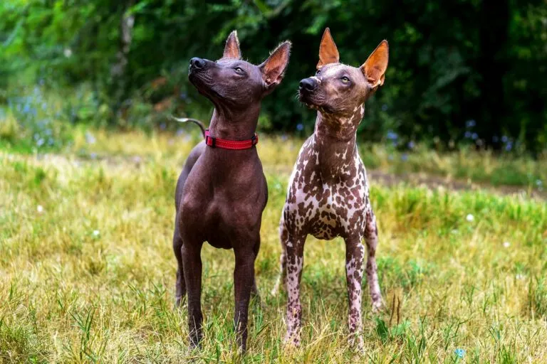 Hairless dogs Hairless Dogs