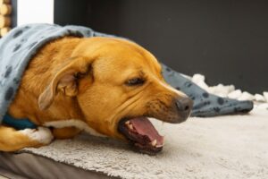 Lungworms in Dogs: Symptoms and Treatment
