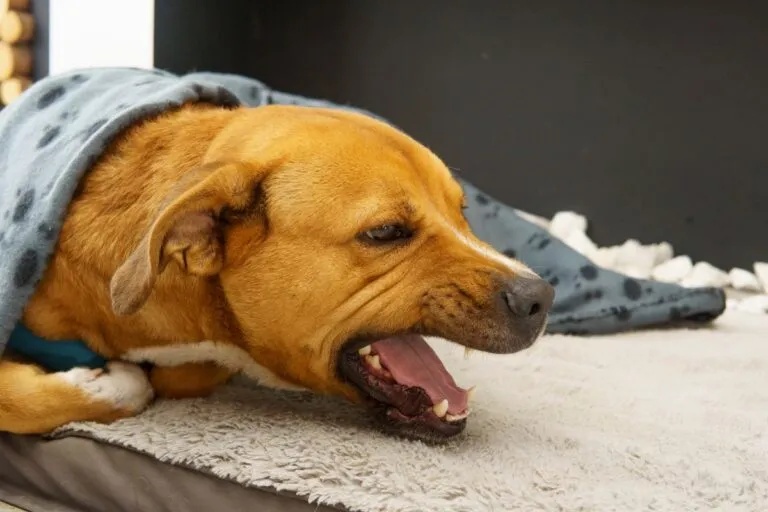Lungworms in Dogs