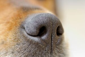 Dry Nose in Dogs: Is My Four-Legged Friend Unwell?