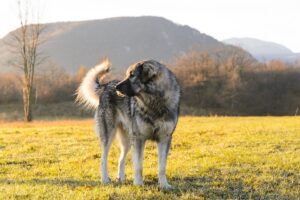 Šarplaninac