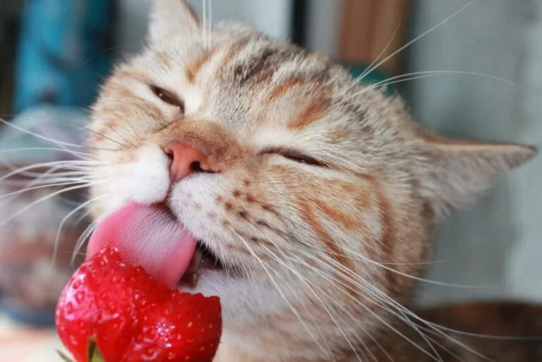 Can cats eat strawberries