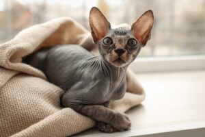 Hairless Cats: Breeds & Issues of Cruel Breeding