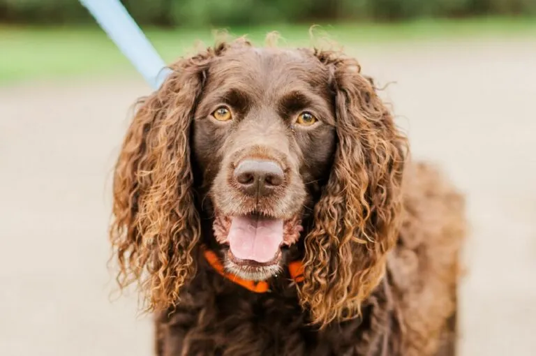 Boykin Spaniel