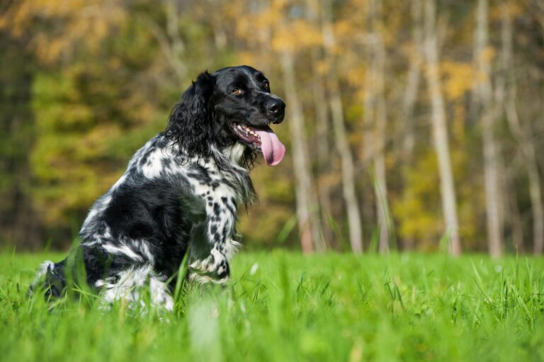 Large Münsterländer