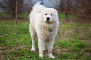 Maremma-Abruzzese Sheepdog (Maremmano)