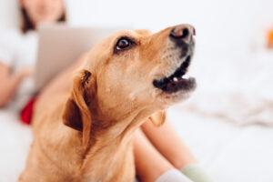 Dog Barking and Noise Disturbance: How Much “Woof” Is Too Much?