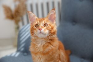 10 Famous Cats in Brief Portraits