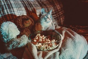 The 10 Best Cat Films