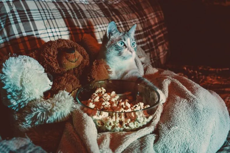 Cat Films