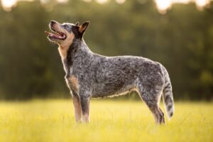 Oldest Dog in the World: Breeds and Records