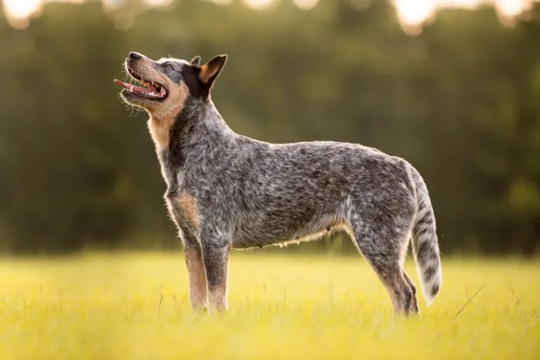 The Oldest Dog in the World An Australian Cattle Dog is considered the oldest dog in the world