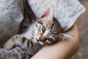 Become a Foster Home for Cats: Help for Felines in Need