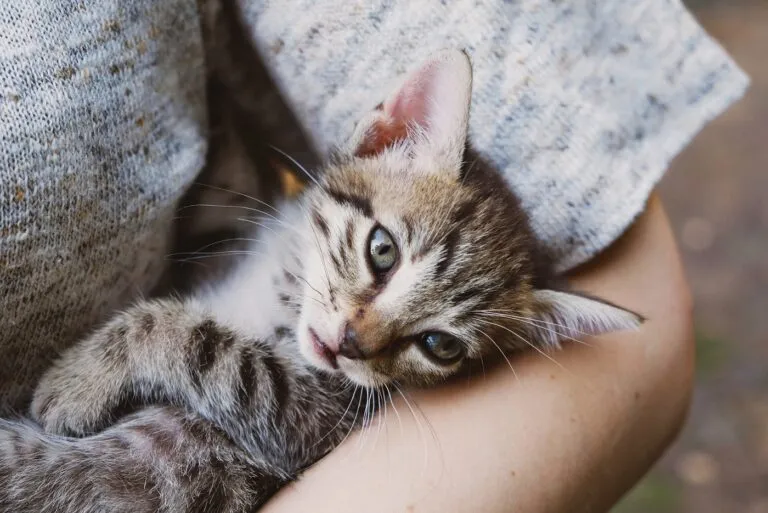 Cat in Foster Care for Cats