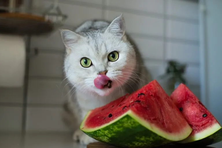 Can Cats Eat Watermelon Watermelon for Cats
