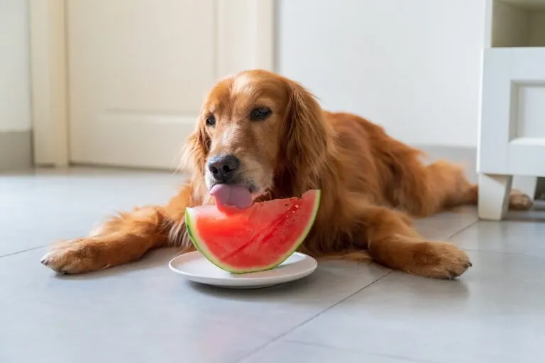 Dog licking a slice of watermelon.