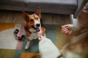 Intelligence Games for Dogs: 7 Simple Ideas