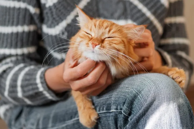 Cat showing their love