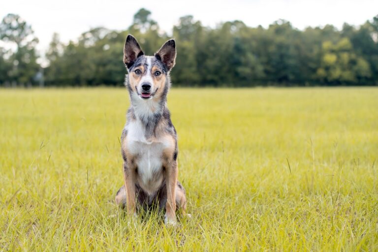 Australian Koolie sitting in a grassy field.