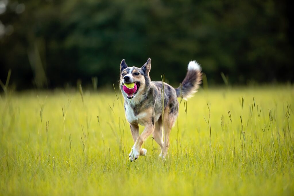 Australian Koolie running with a ball