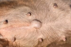 Umbilical Hernia in Dogs
