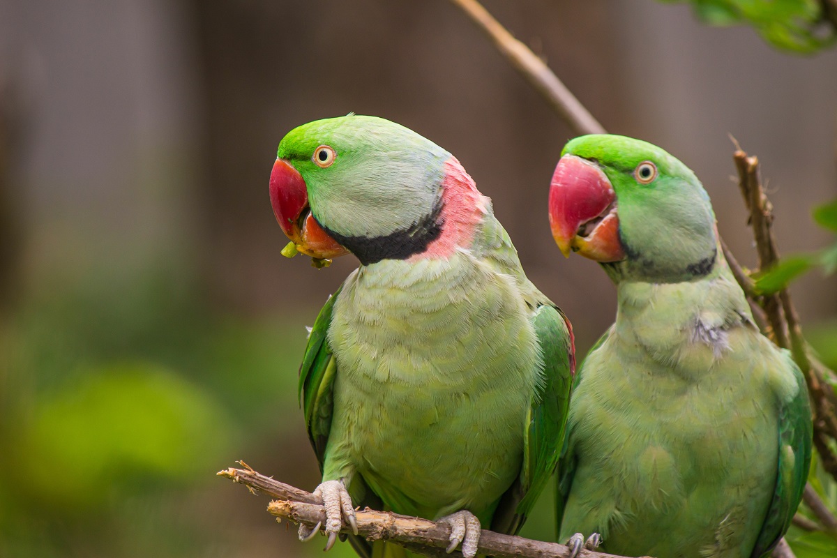 Alexandrine Parakeet Characteristics, Behaviour, and Care zooplus Magazine