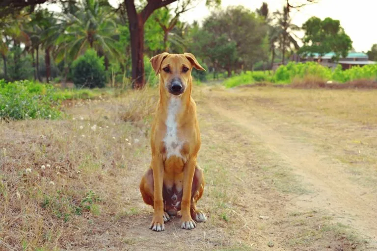 Carolina Dog sitting in a dirt road.