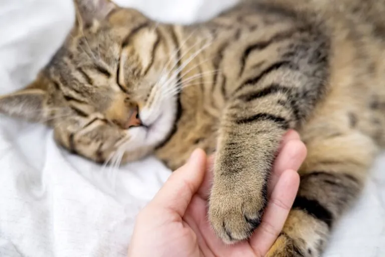 Anaemia in Cats