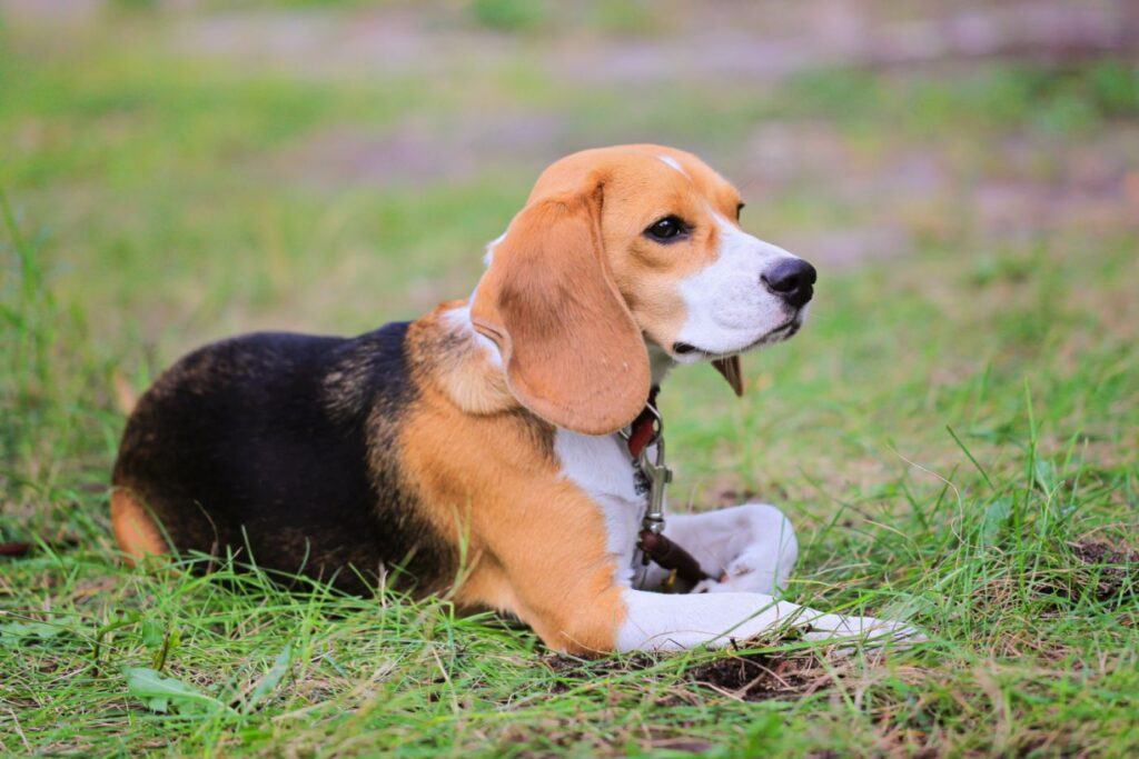 Beagle Harrier dog on the grass