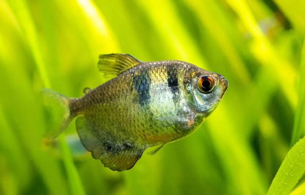 Black Skirt Tetra in aquarium