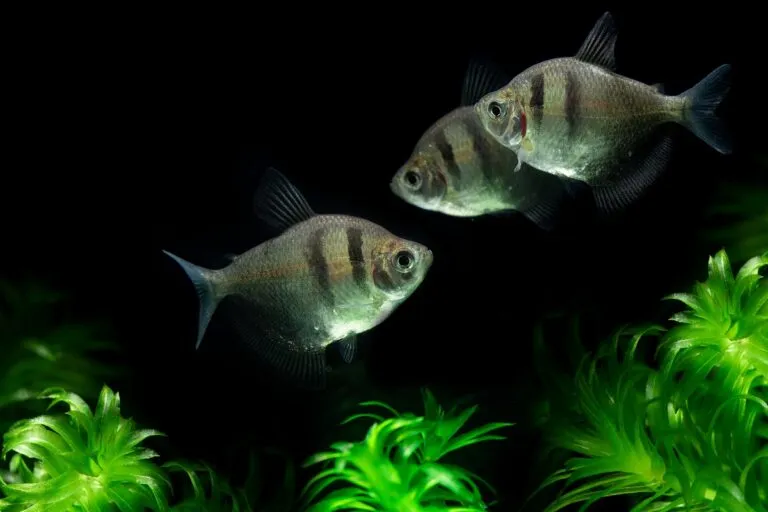 Tropical Black skirt tetra (Black widow)