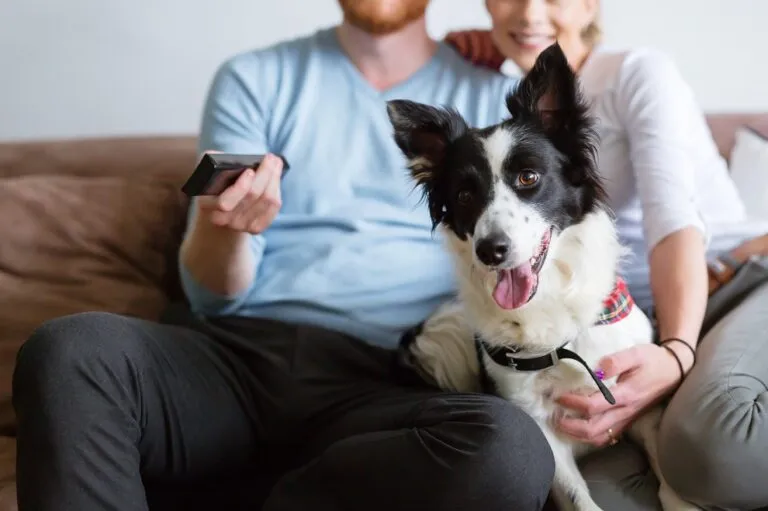 Can Dogs Watch TV?
