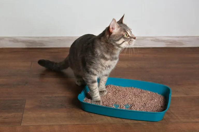Constipation in Cats