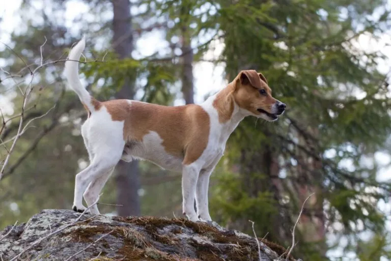 Danish Swedish Farmdog