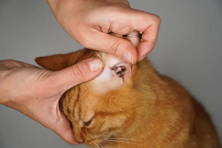 Itching or scratching when cats have ear mites
