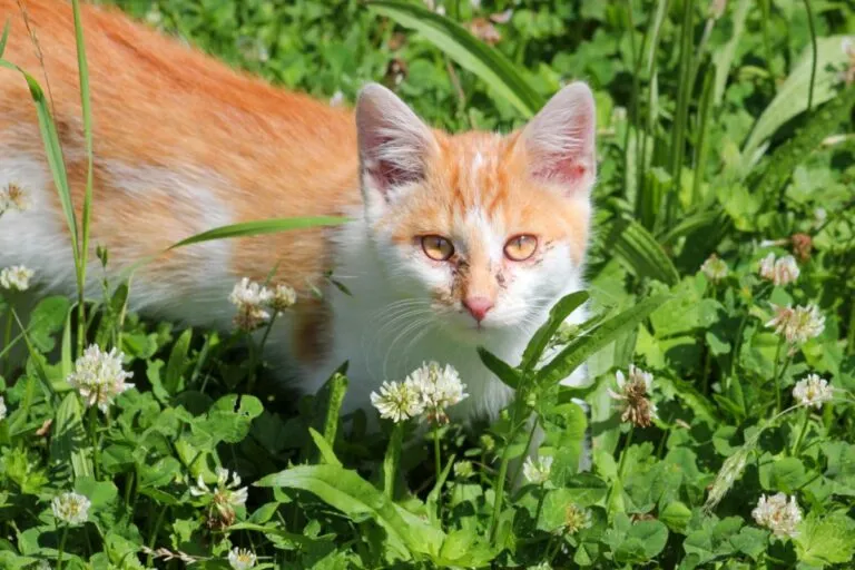Feline Calicivirus
