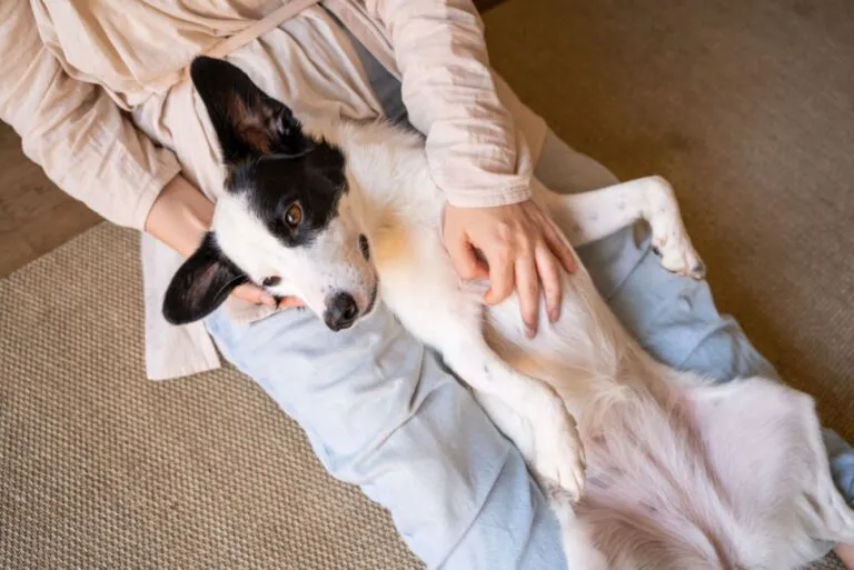 Peritonitis in Dogs