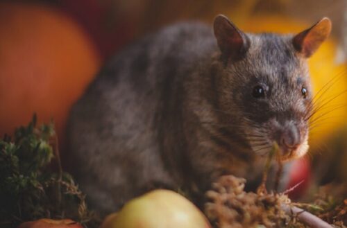 African Pouched Rat: habitat, price, colours | zooplus Magazine