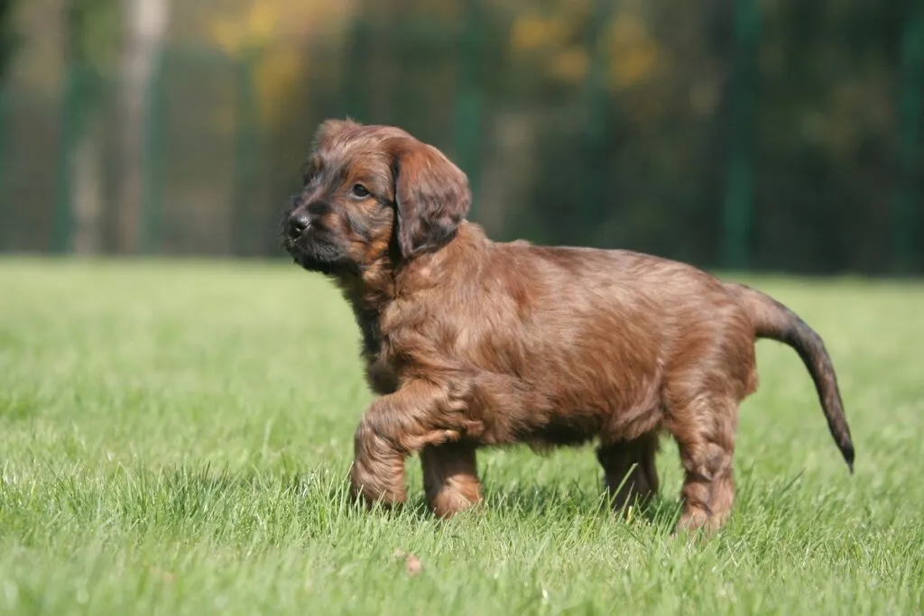 Waller puppy