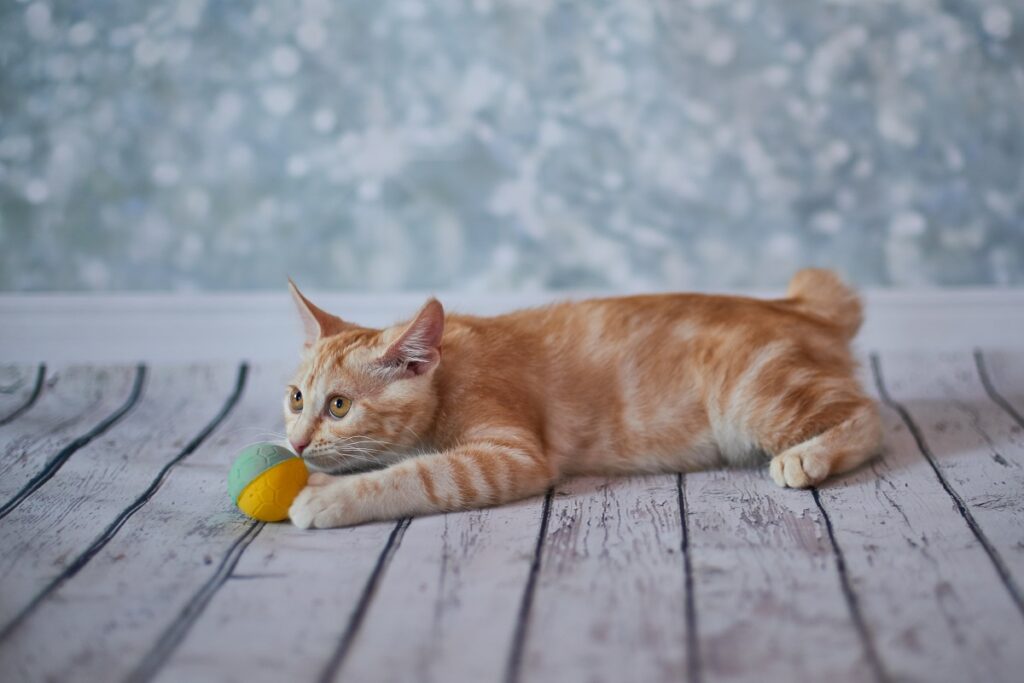 American bobtail kitten