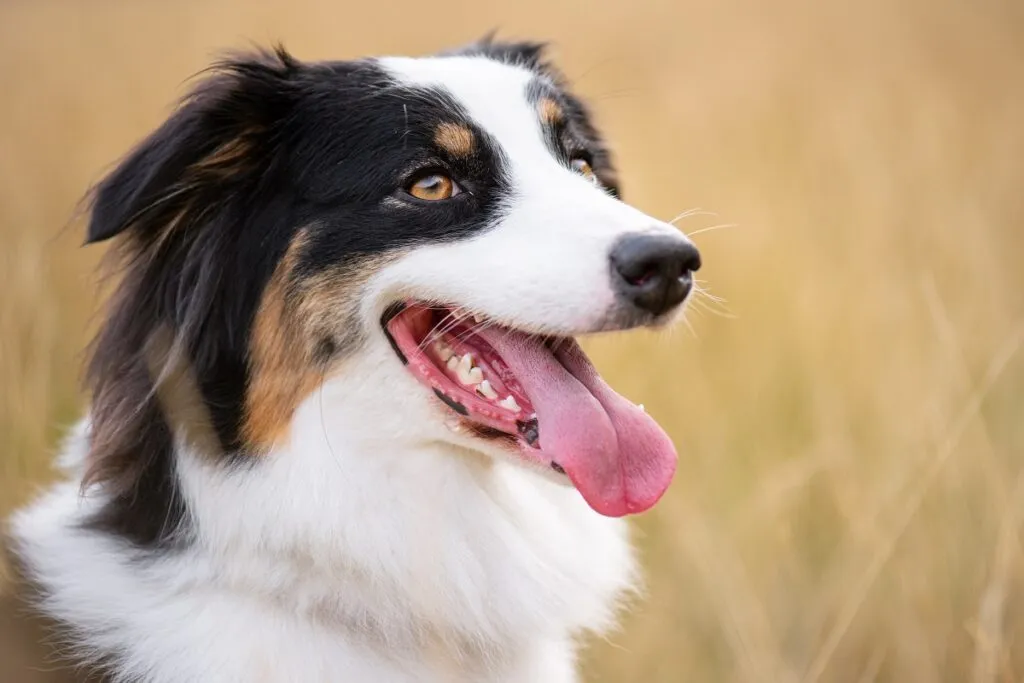 Australian Shepherd