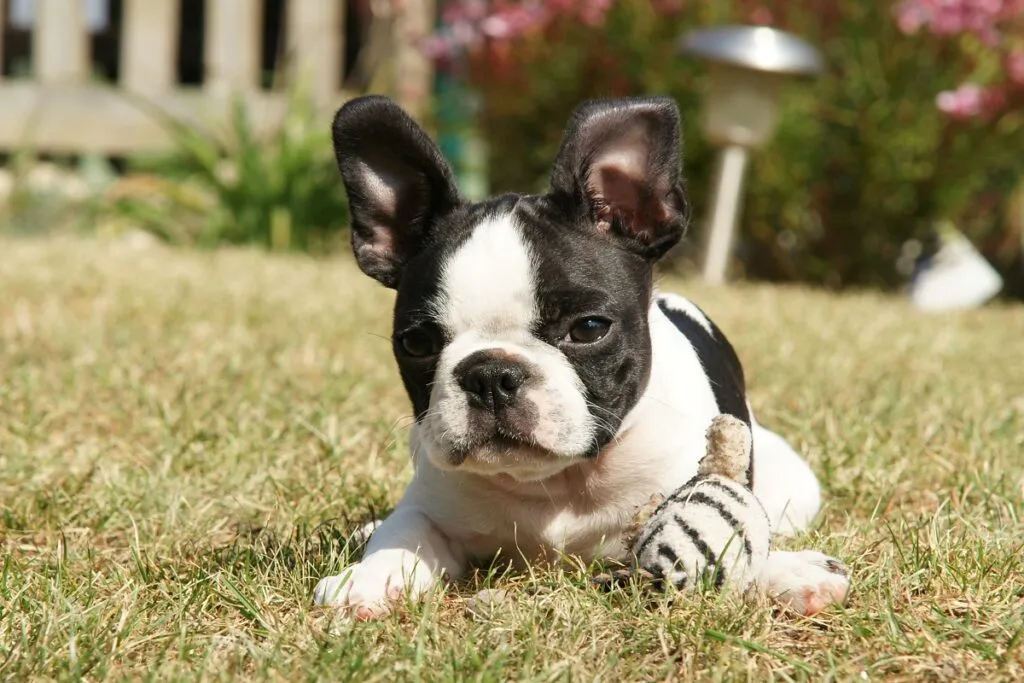 Boston Terrier puppy