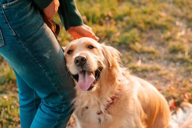 can dogs love?