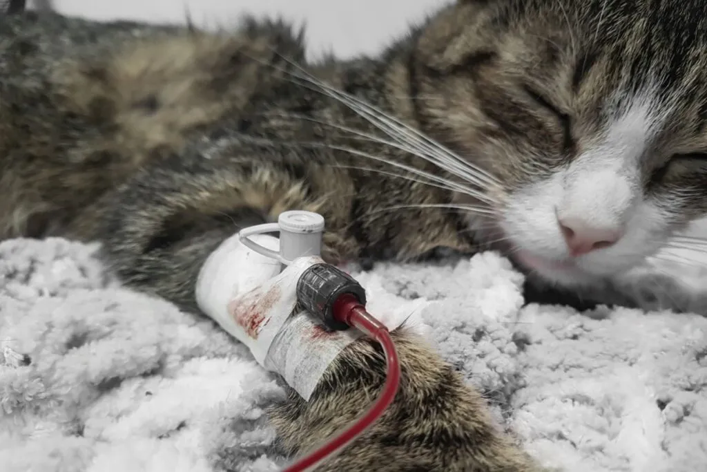 cat blood transfusion