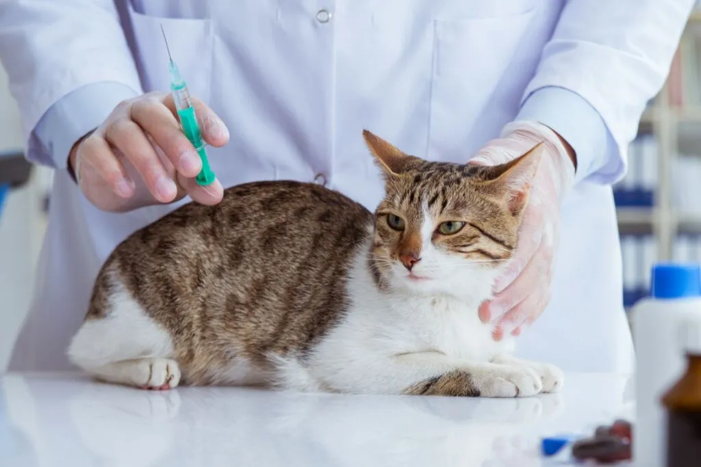 cat vaccination