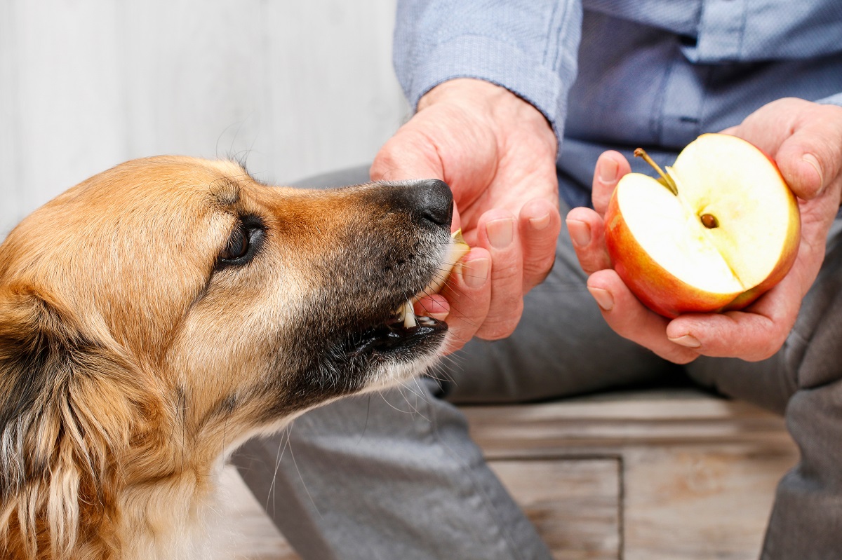 Can Dogs Eat Apples? A Pet Owner's Guide | zooplus Magazine - Can Dogs Eat Apple Shabilmek