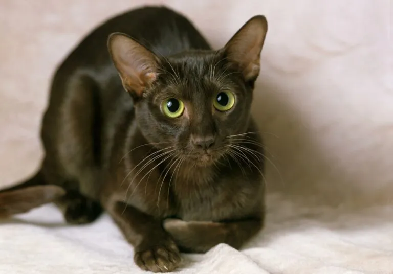 Havana Cat