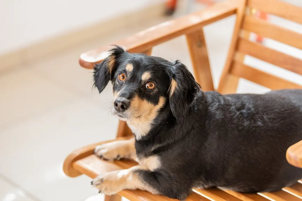 kokoni on chair